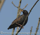Starling